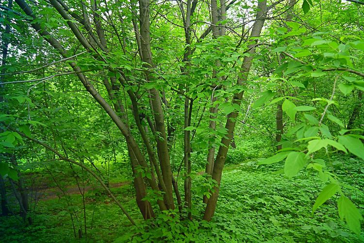 Trees in forest