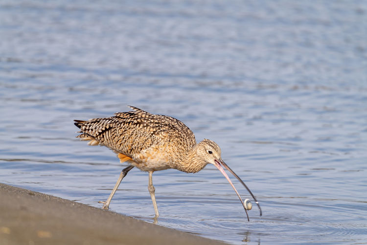 Close up of a long-billed curlew feeding on a clam.