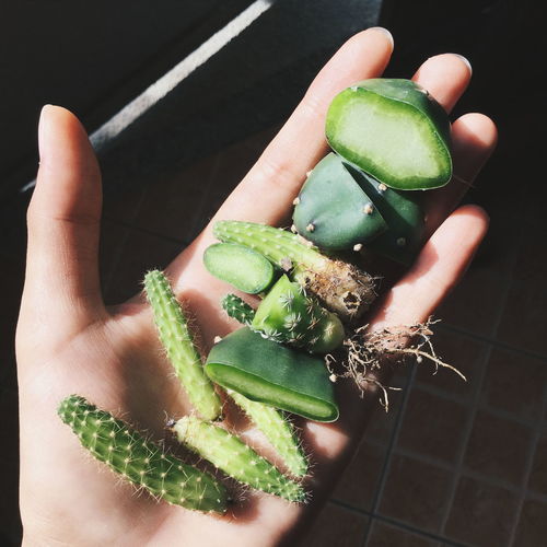 Close-up of cactus on human hand