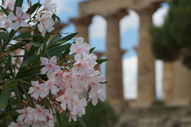 Close-up of white flowering plant