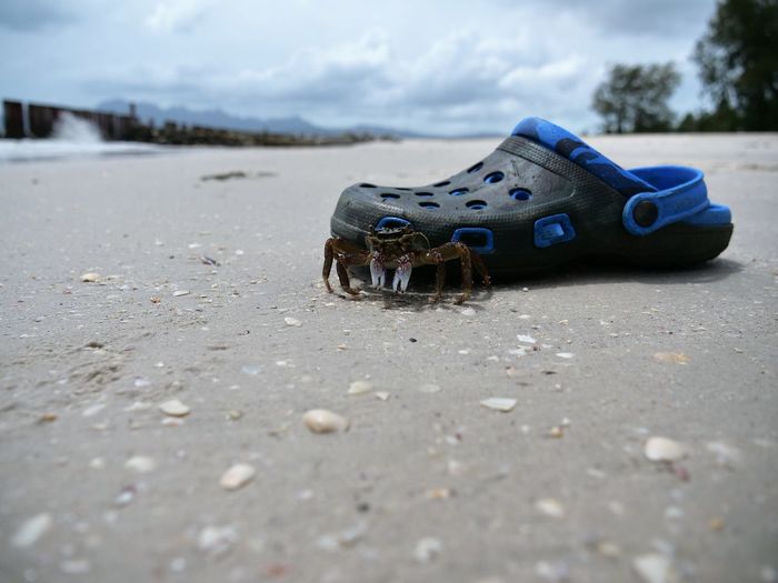 Close-up of crab and crock on sand