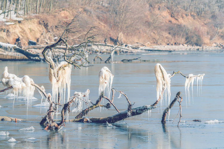 Bare tree by frozen lake during winter