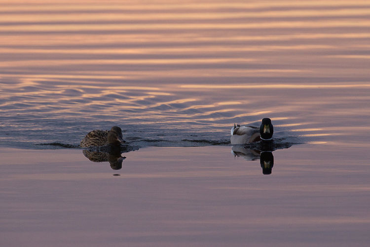 Ducks swimming in lake at sunset