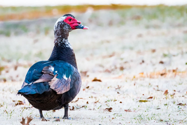 Close-up of muscovy duck perching on field
