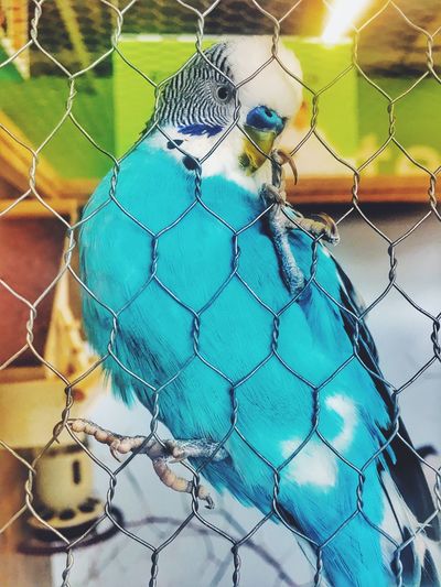 Close-up of blue bird in cage