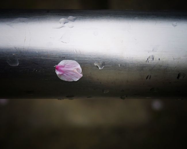 Close-up of wet pink umbrella on rainy day