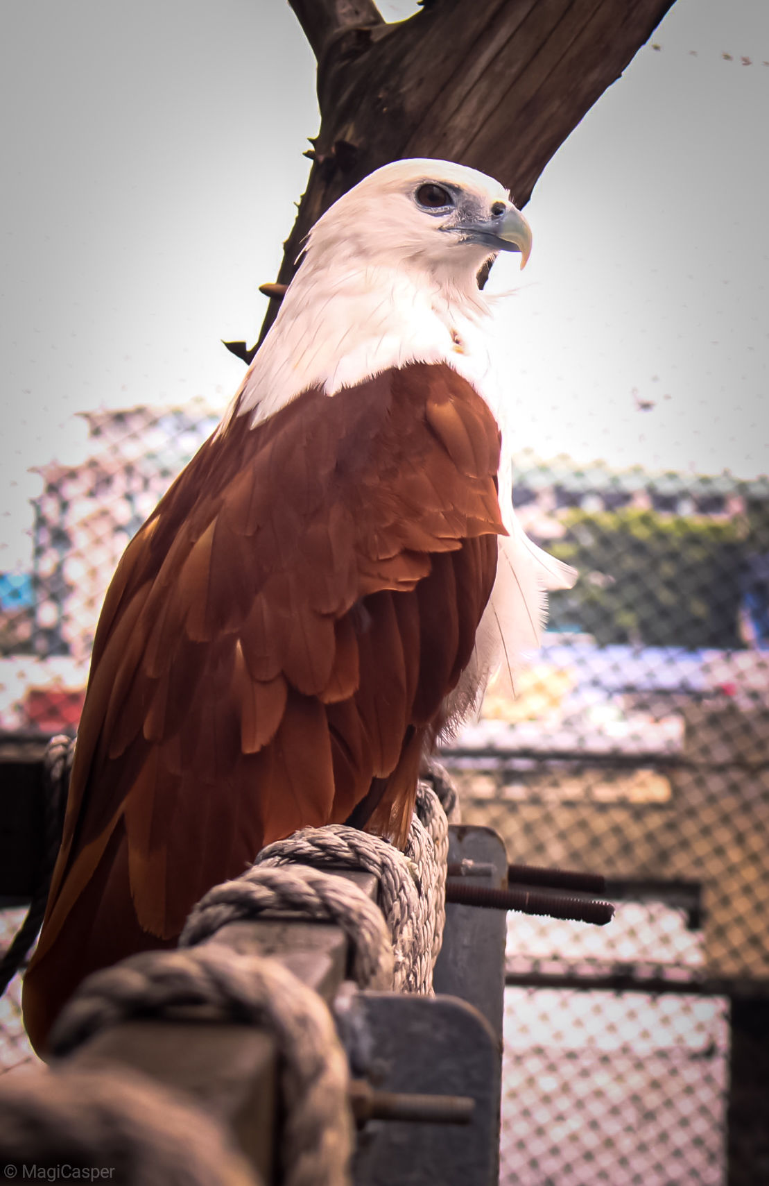 bird, animal themes, vertebrate, animal, one animal, animal wildlife, animals in the wild, no people, perching, close-up, focus on foreground, day, bird of prey, parrot, beak, nature, feather, outdoors, looking, railing, eagle, wooden post