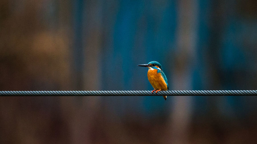 Common kingfisher perching on rope