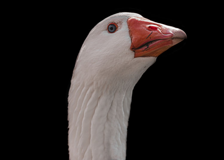 Close-up of white swan against black background