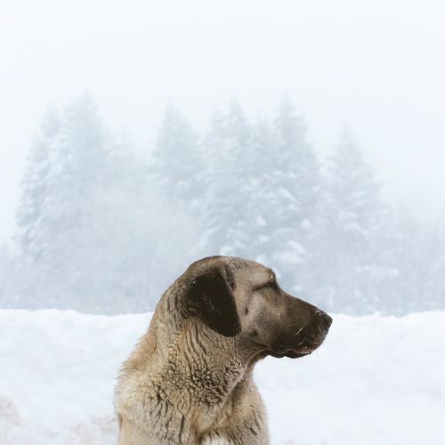 High angle view of dog looking away on snowcapped mountain