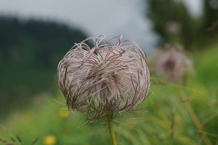 Close-up of wilted flower on field