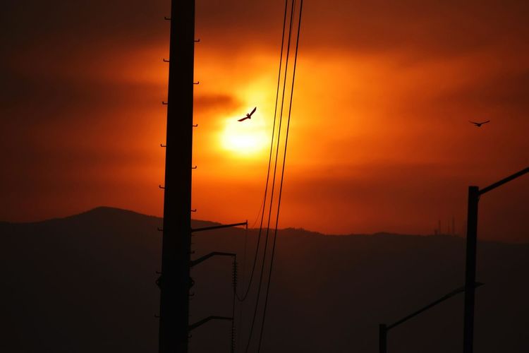 Silhouette bird flying against orange sky