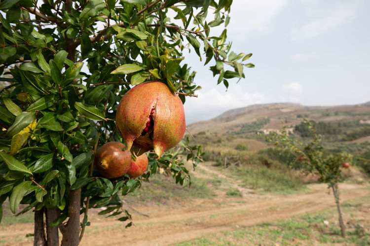 Apples growing on field by tree