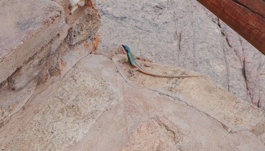 Blue green african lizard on rocks in mountain range of south africa