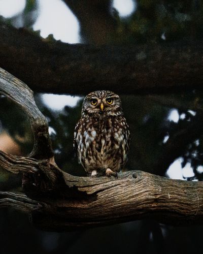 Close-up of a little owl on a branch