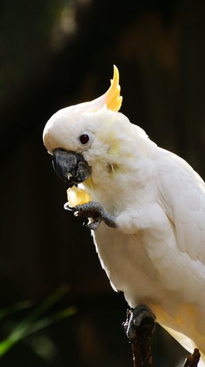 Close-up of cockatoo perching outdoors