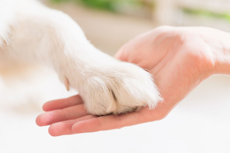 Close-up of hand holding white dog