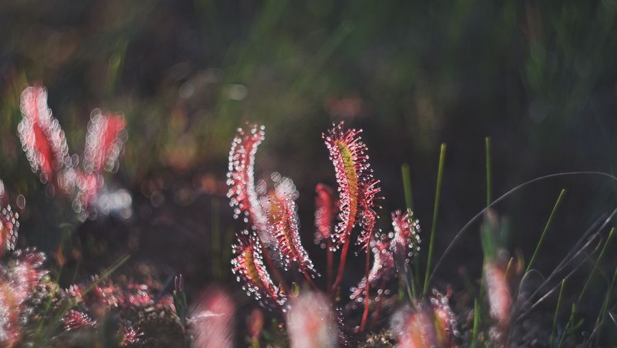Close-up/macro of flowering plants on field
