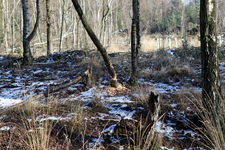 Plants and trees in forest during winter