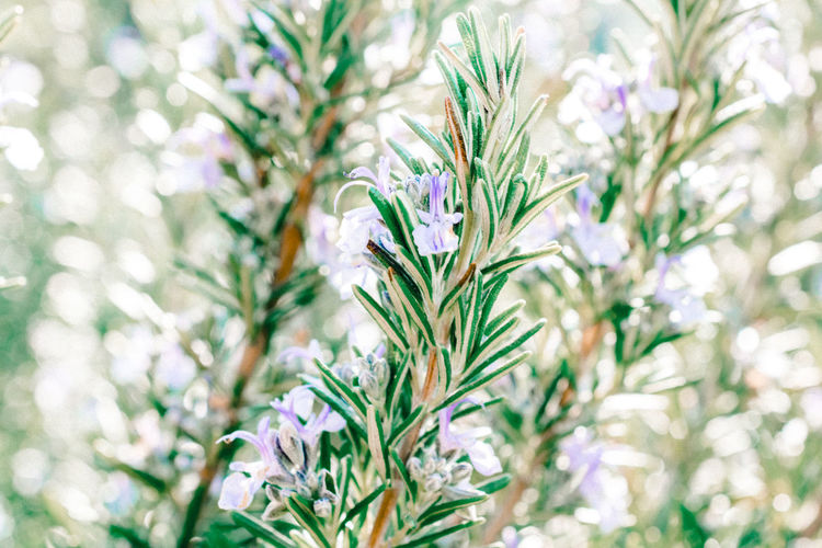 Close-up of flowers against blurred background