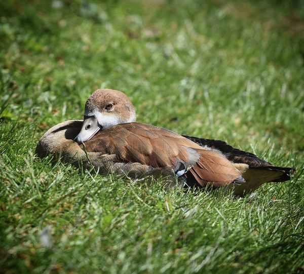 Close-up of bird perching on grass