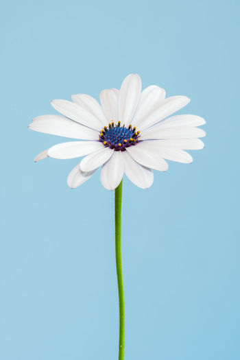 Close-up of purple daisy against blue background