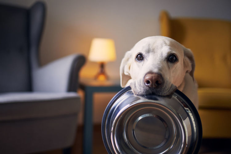 Hungry dog with waiting for feeding at home. labrador retriever is holding dog bowl in his mouth.