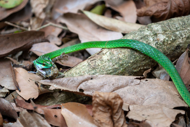 Cope's parrot snake eating frog trachycephalus tiphonius in corcovado national park
