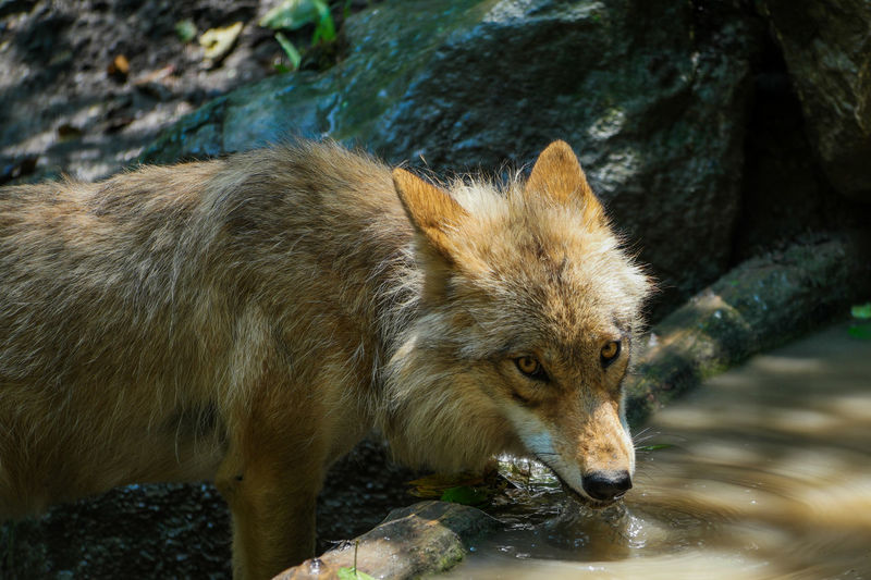 View of drinking wolf