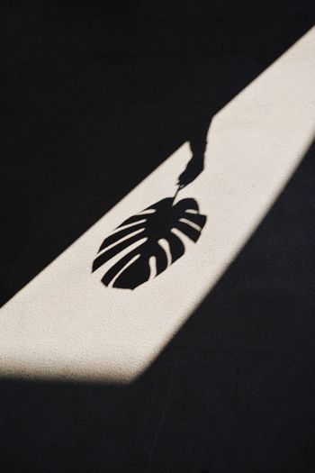 Shadow of person holding leaf on floor