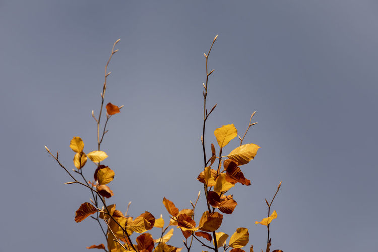Low angle view of yellow plant against clear blue sky