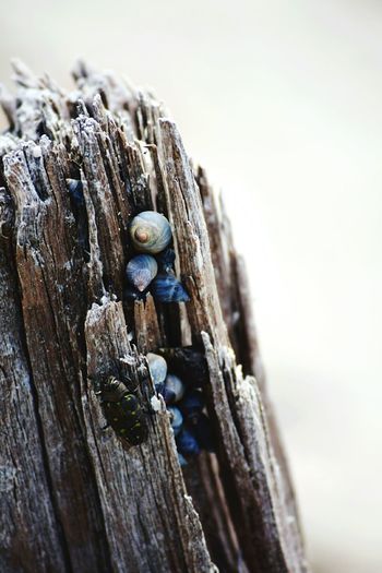 Close-up of snails on old tree stump