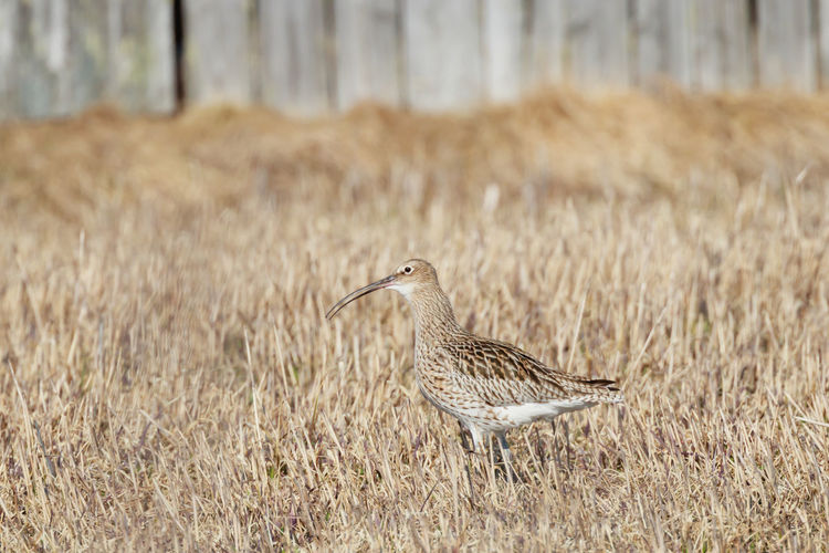 Bird perching on grass