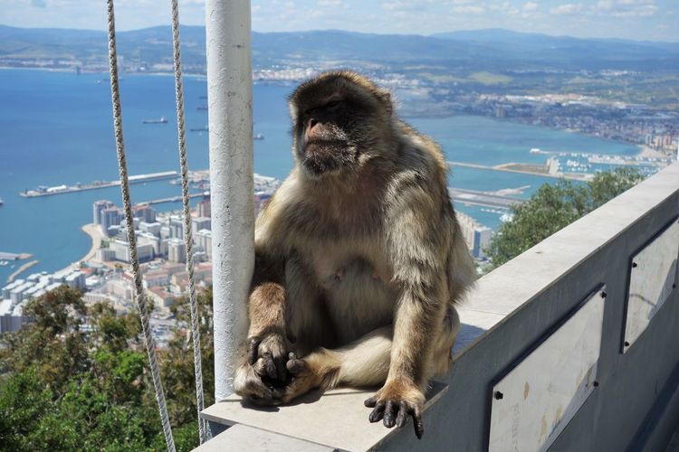 Monkey sitting on railing against cityscape and sea