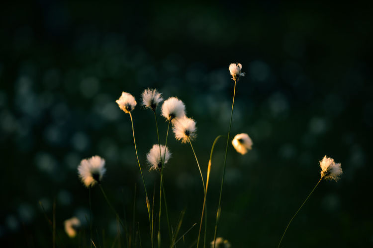 A beautiful cotton-grass heads in the warm sunset light. white fluffy cotton-grass flowers.