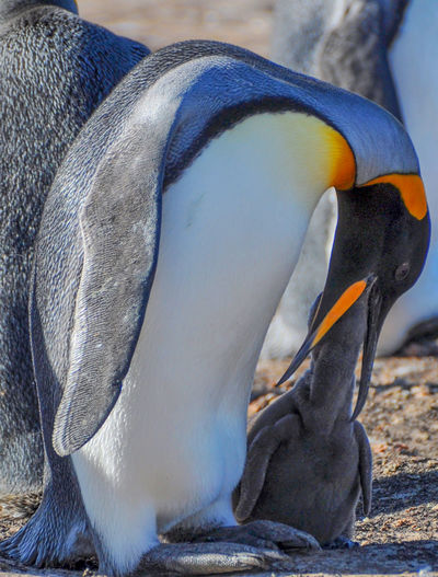 King penguin feeding chick at beach
