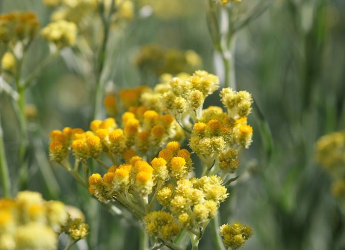 Close-up of yellow flowering plant