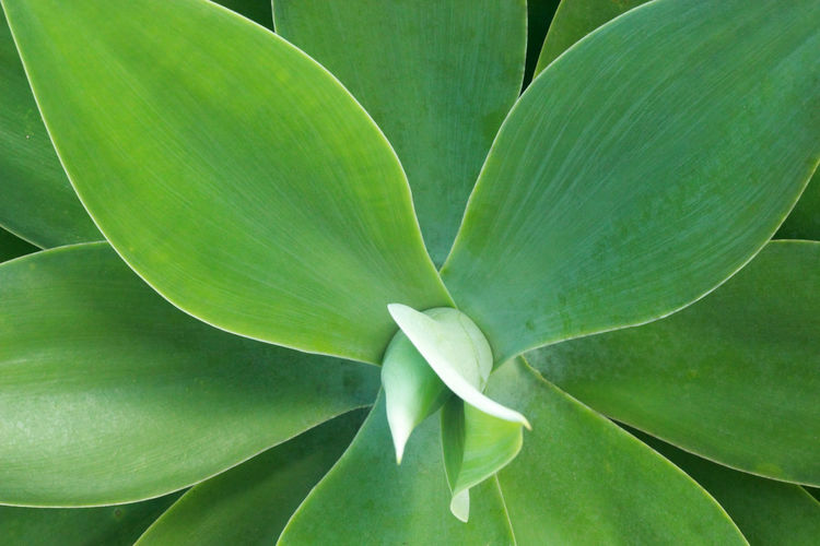Detail of agave plant symmetry pattern