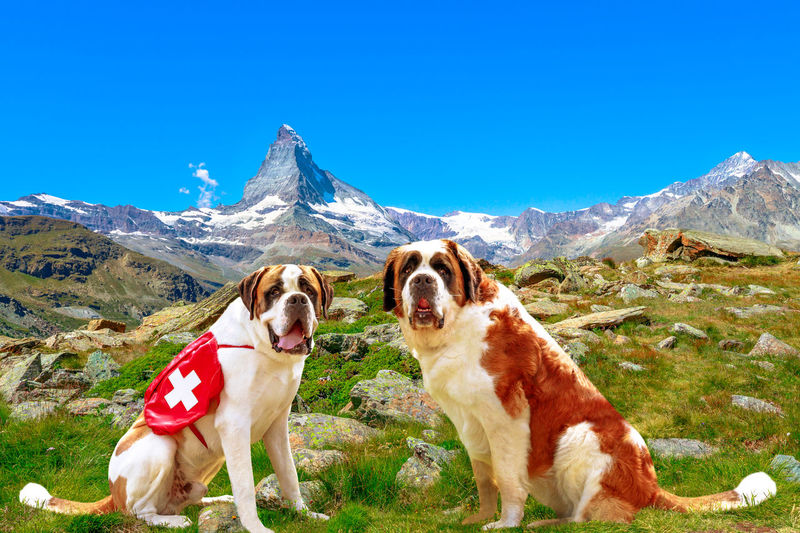 View of a dog on mountain against clear sky