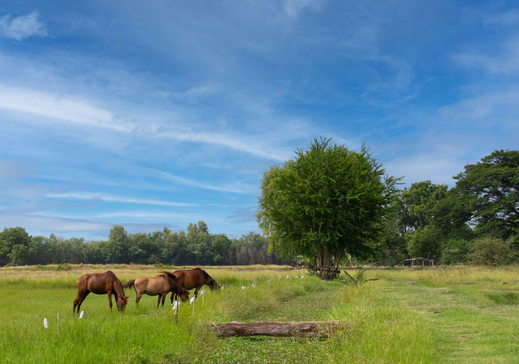 Horse grazing on field against sky