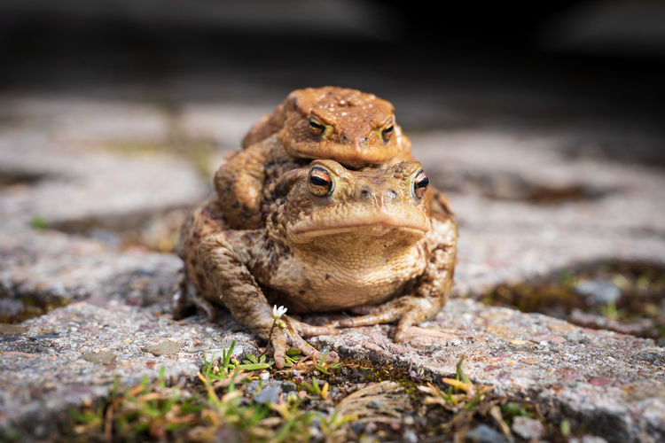 Close-up of two toads on move