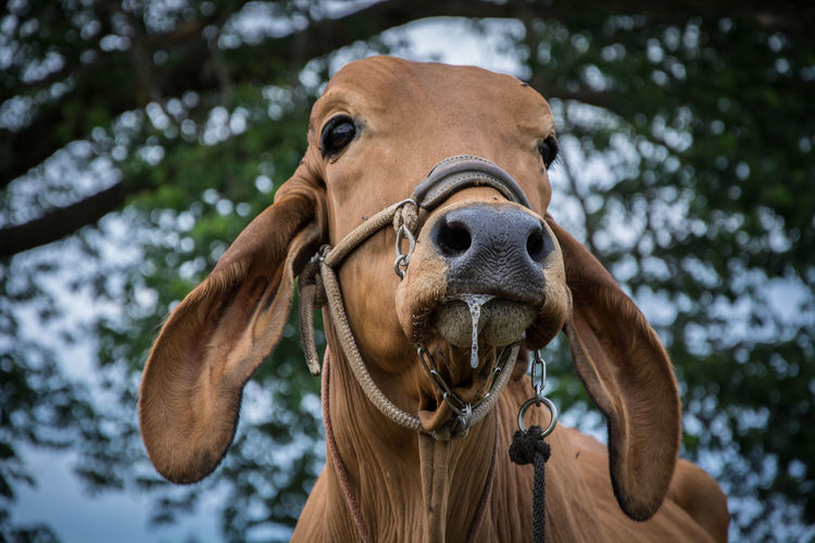 Close-up of a cow