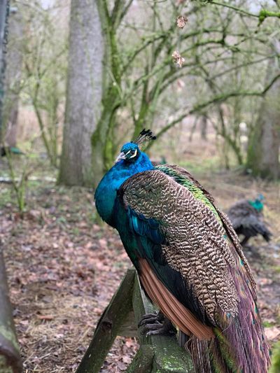 Close-up of peacock perching on tree