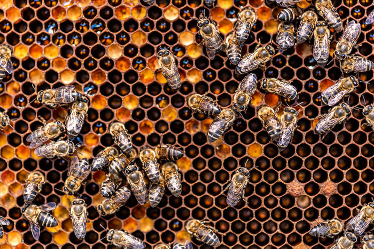 Honey bees in a beehive with honey, visible larvae and queen bee