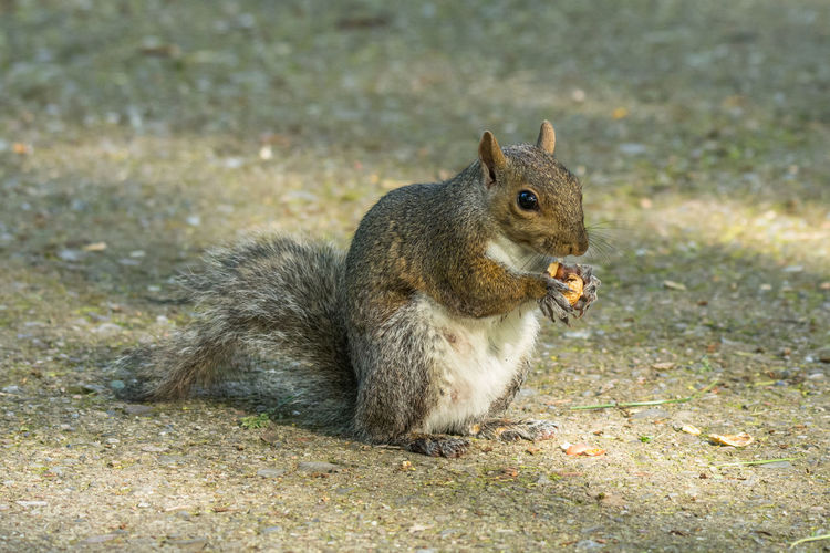 Close-up of squirrel on ground with nut in the month