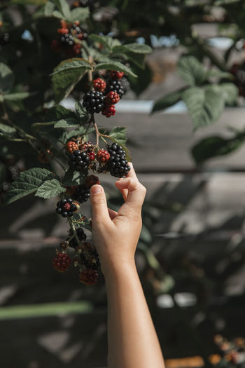 Childs hand picking blackberries