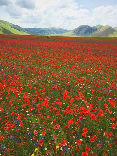 Red poppies blooming in field