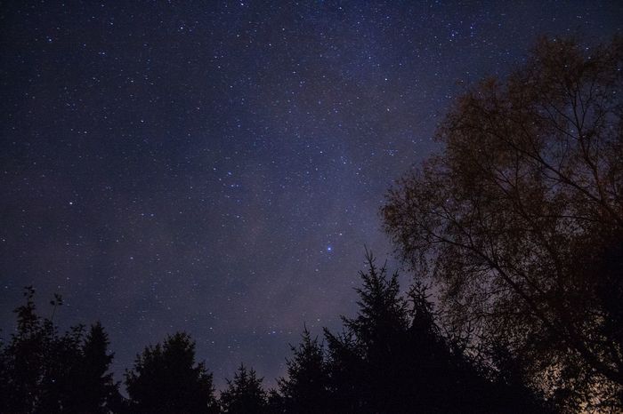 Low angle view of silhouette trees against constellation