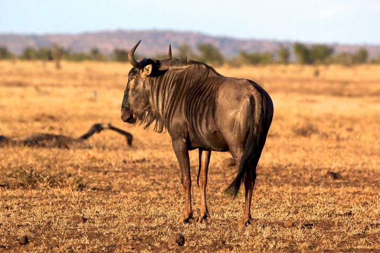 Wildebeest on field against sky