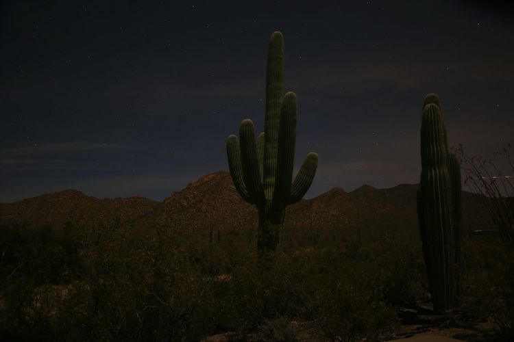 Cacti growing at desert against star field